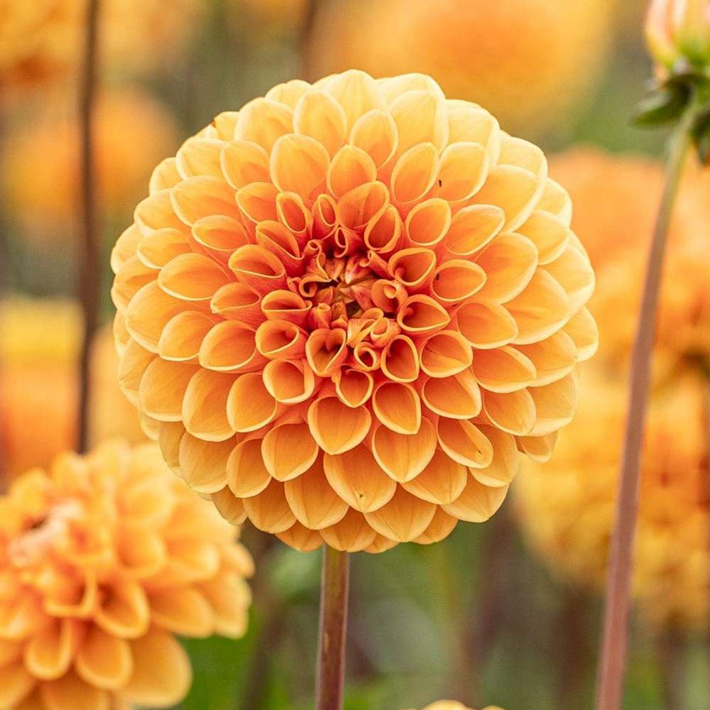 Dahlia 'Sylvia'